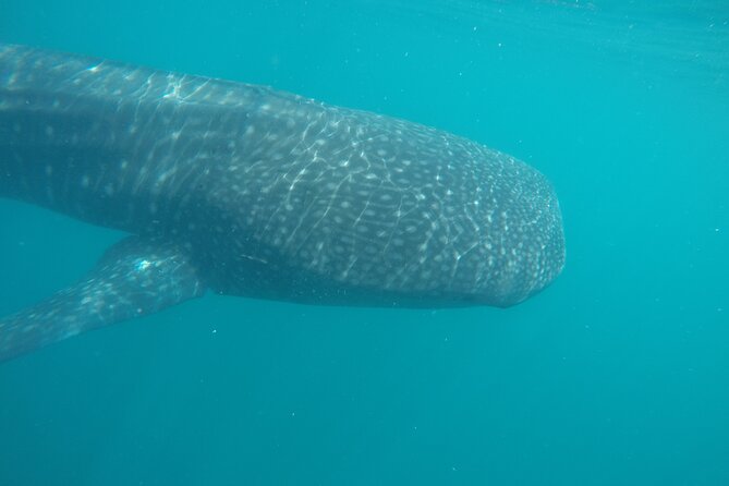 Snorkel Tour with Whale Shark in La Paz - Snacks, Water, and the Ride Back