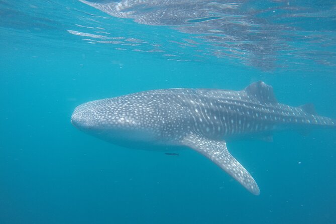 Snorkel Tour with Whale Shark in La Paz - Who Should Book This La Paz Tour?