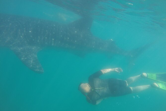 Snorkel Tour with Whale Shark in La Paz - Searching La Paz Bay for Whale Sharks
