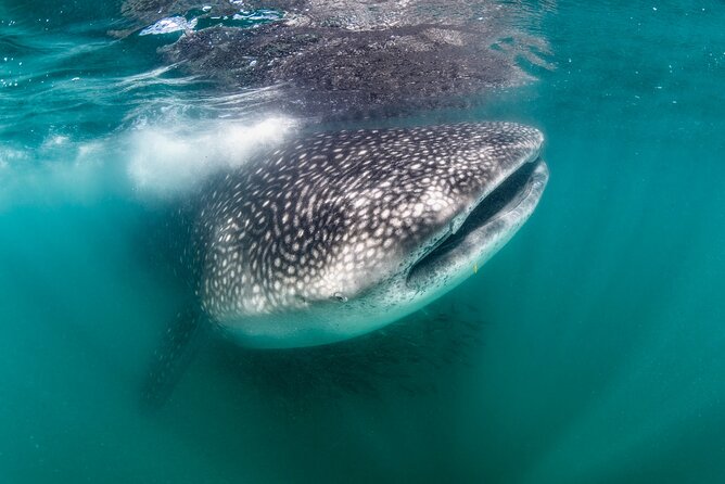 Snorkel with Whale Sharks in La Paz - Key points to know before you book