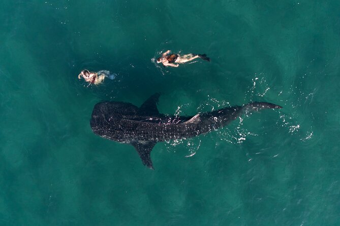 Snorkel with Whale Sharks in La Paz - Why La Paz is a good place for whale sharks