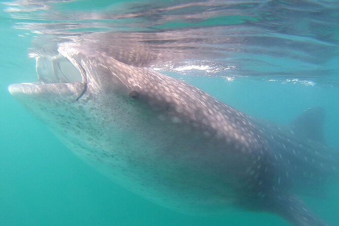 Snorkel with Whale Sharks in La Paz - Snorkeling beside the whale sharks