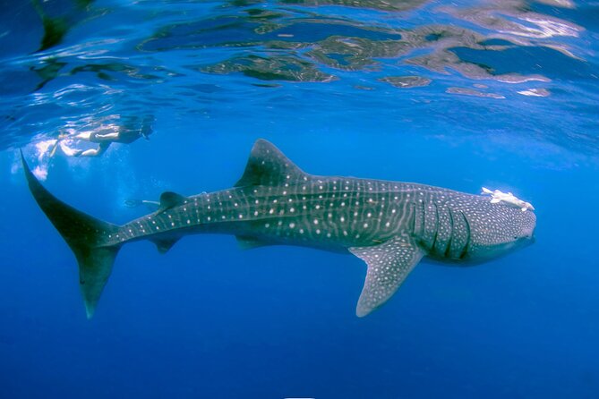 Snorkel with Whale Sharks in La Paz - Why the small group matters