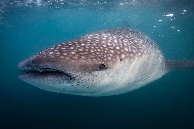 Snorkel with Whale Sharks in La Paz - What the $131.42 price includes in practical terms