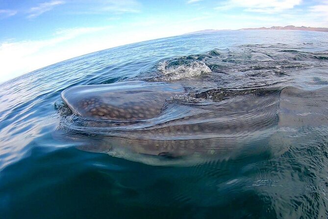 Snorkel with Whale Sharks in La Paz - The scheduling issue you should plan around