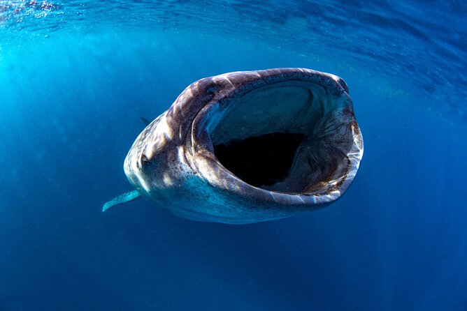 Snorkel with Whale Sharks in La Paz - Who will enjoy this experience most