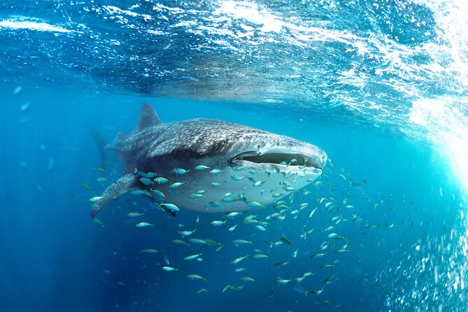 Snorkel with Whale Sharks in La Paz - The short boat ride toward El Mogote