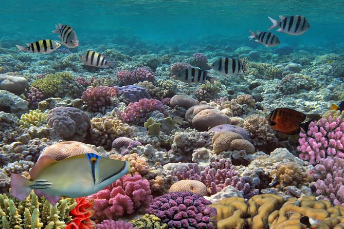 Snorkeling Adventure at Isla Mujeres Includes Lunch and Open Bar - The Return Sail and Spinnaker Option