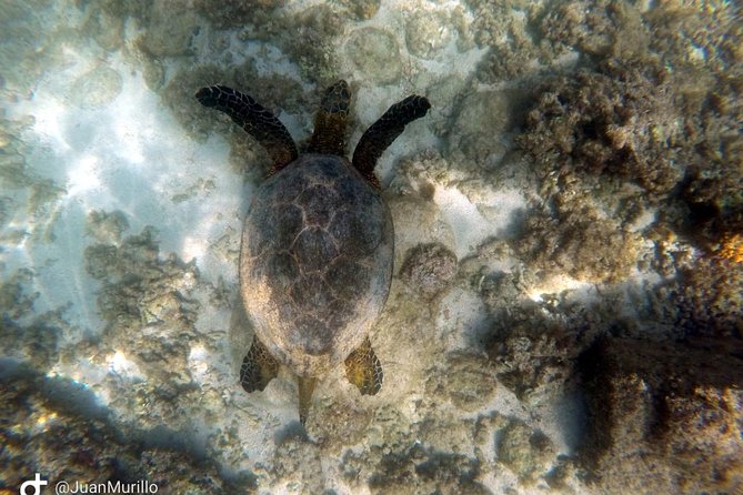 Snorkeling Adventure Cabo Pulmo - Snorkeling several spots in Cabo Pulmo