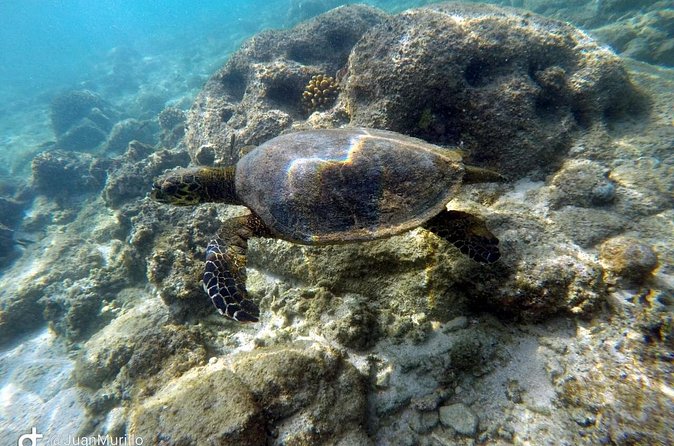 Snorkeling Adventure Cabo Pulmo - Timing, comfort, and the three-hour format
