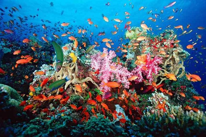 Snorkeling Adventure in Puerto Morelos Includes snack, Water and Round Trip. - Key points before you book