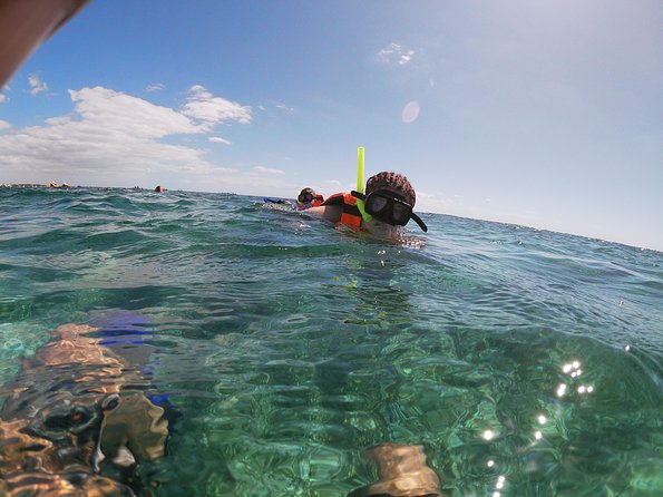 Snorkeling Adventure in Puerto Morelos Includes snack, Water and Round Trip. - What you can see at Puerto Morelos National Reef Park