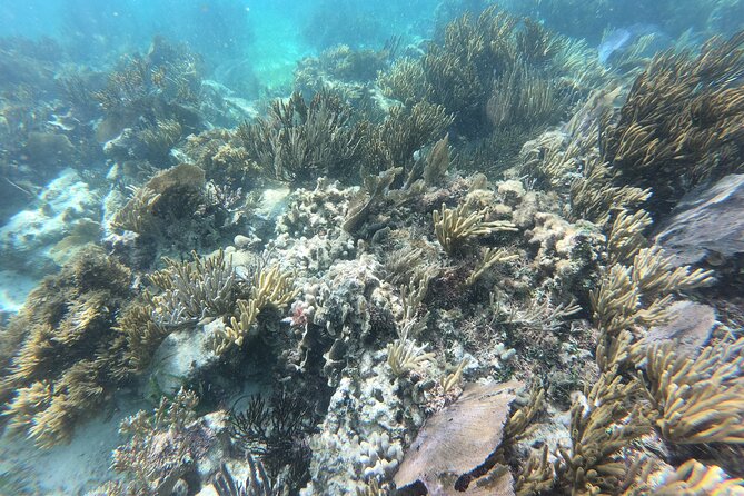 Snorkeling Adventure in Puerto Morelos Includes snack, Water and Round Trip. - Tacos, showers, and the beach club stop