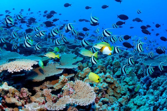 Snorkeling Adventure in Puerto Morelos Includes snack, Water and Round Trip. - Tequila tasting and Mayan cultural stop