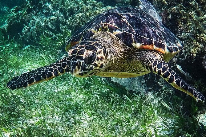 Snorkeling Guided Activity in Puerto Morelos Mexico - Weather, Current, and Your Own Comfort Level