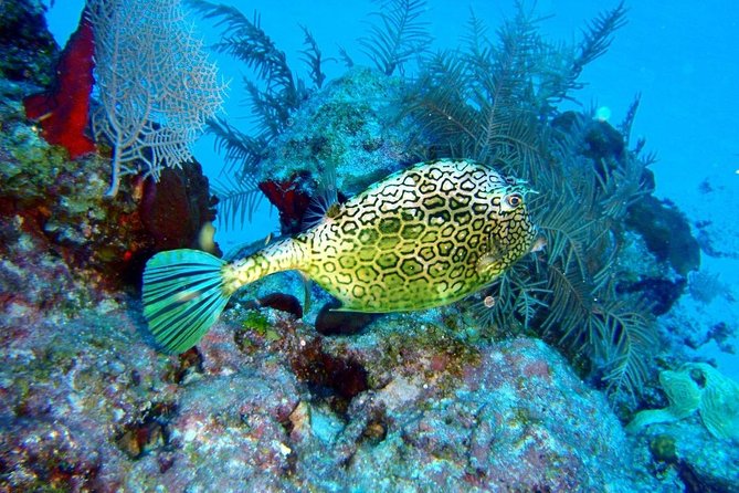 Snorkeling in Puerto Morelos - Arriving at Javier Rojo Gomez 15