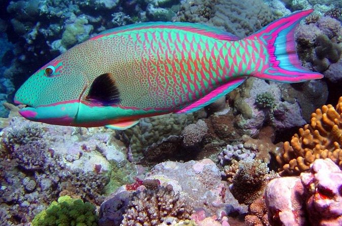 Snorkeling in Puerto Morelos - The short ride to the Mesoamerican Reef