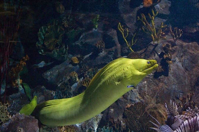 Snorkeling in Puerto Morelos - First 45-minute reef session