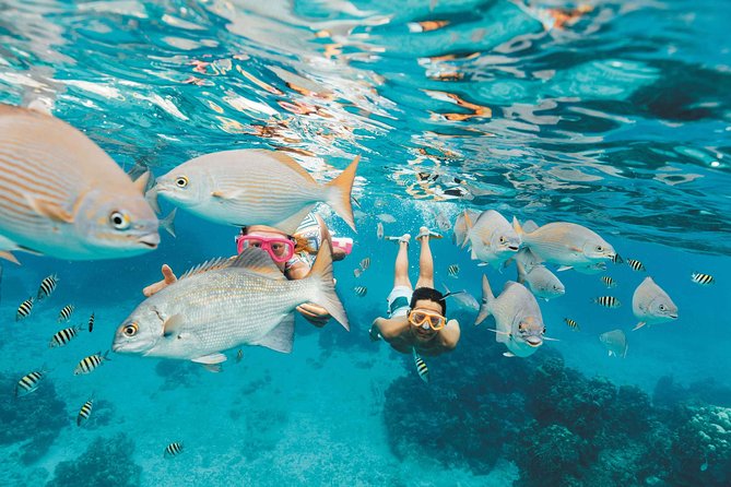 Snorkeling in Puerto Morelos - Second 45-minute session and the value of time