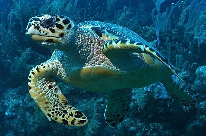 Snorkeling in Puerto Morelos - The guides make the difference