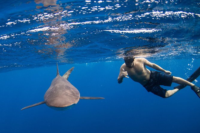 Snorkeling or Swimming with Sharks in Cabo San Lucas - Key points to know before booking