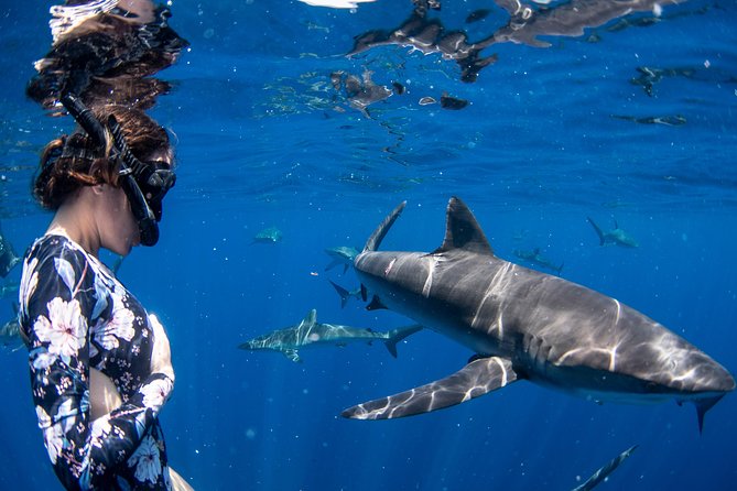 Snorkeling or Swimming with Sharks in Cabo San Lucas - Leaving the Cabo marina for open water
