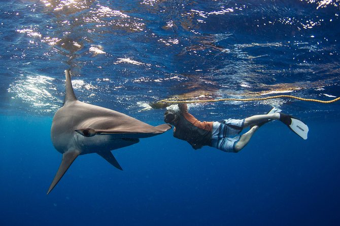 Snorkeling or Swimming with Sharks in Cabo San Lucas - What entering the water is really like