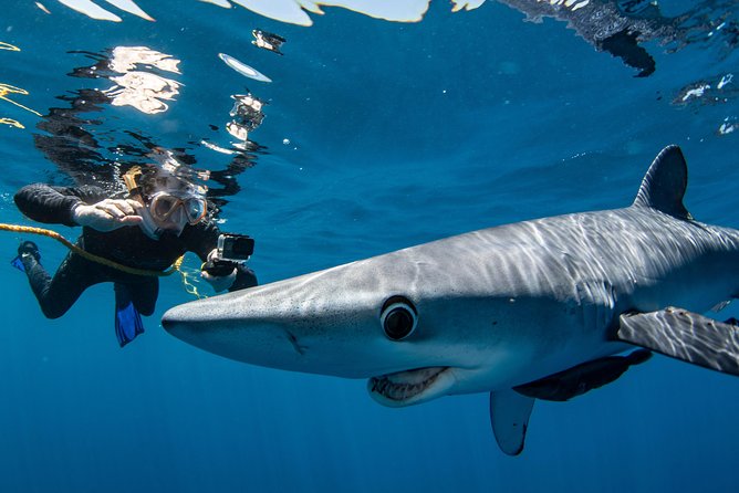 Snorkeling or Swimming with Sharks in Cabo San Lucas - Shark species and seasonal expectations