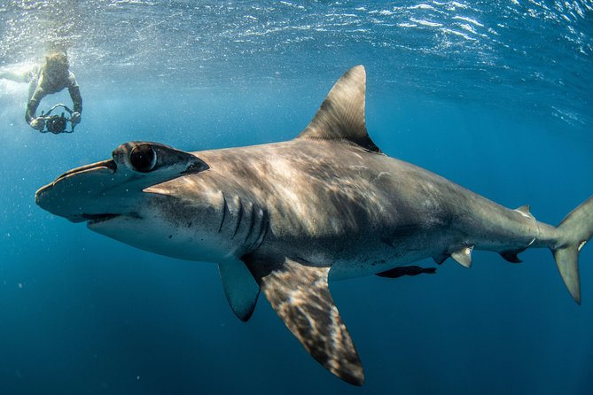 Snorkeling or Swimming with Sharks in Cabo San Lucas - Photos, snacks, and the value of the package