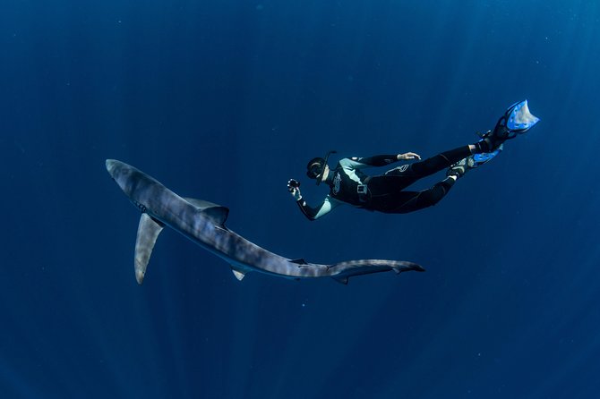 Snorkeling or Swimming with Sharks in Cabo San Lucas - Who will enjoy this Cabo excursion