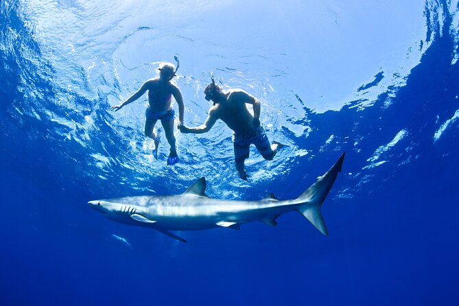 Snorkeling or Swimming with Sharks in Cabo San Lucas - Booking, cancellation, and practical details