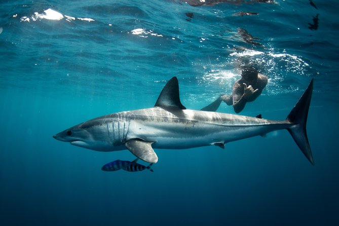 Snorkeling or Swimming with Sharks in Cabo San Lucas - The shark briefing sets the tone