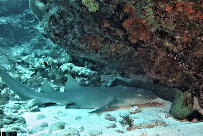 SPECIAL!! 2 Tank Wreck & Drift Reef dives - Key details before you book