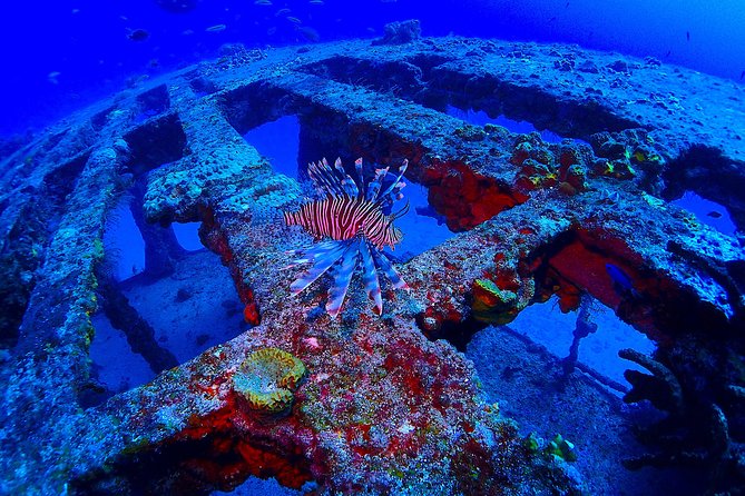 SPECIAL!! 2 Tank Wreck & Drift Reef dives - Why this combination works so well