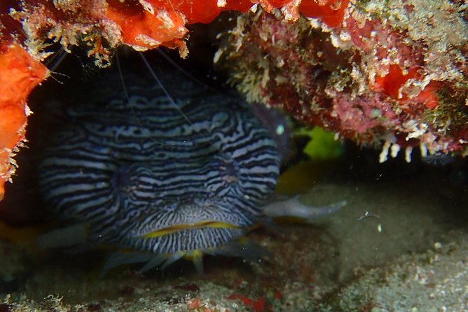 SPECIAL!! 2 Tank Wreck & Drift Reef dives - What the first tank is like