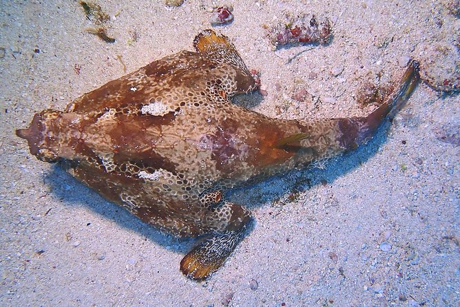 SPECIAL!! 2 Tank Wreck & Drift Reef dives - Safety and guide support