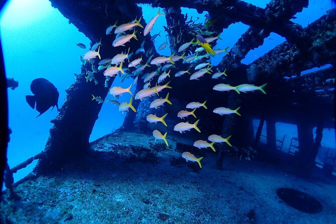 SPECIAL!! 2 Tank Wreck & Drift Reef dives - Small groups, equipment, and the real price