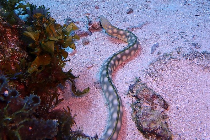 SPECIAL!! 2 Tank Wreck & Drift Reef dives - Who should book this outing
