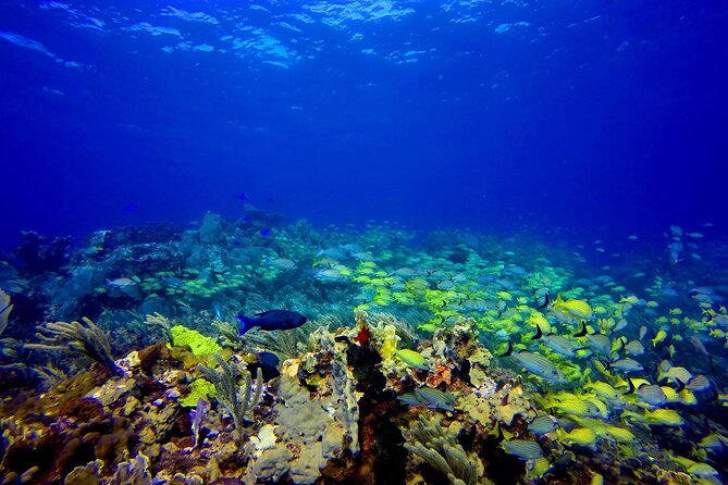 SPECIAL! Snorkel at MUSA - The Underwater Museum Reservation - MUSA and Manchones Reef in one compact trip