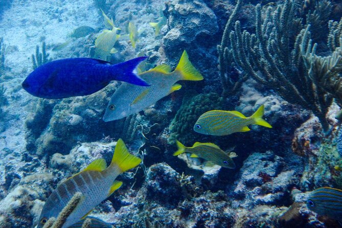 SPECIAL! Snorkel at MUSA - The Underwater Museum Reservation - Meeting at Aqua Adventures Eco Divers