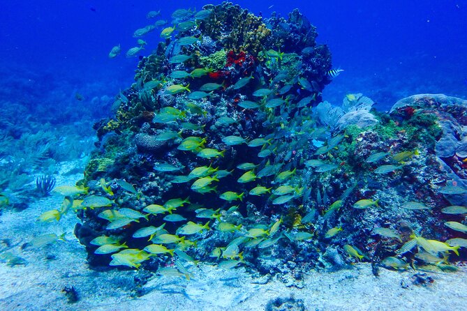 SPECIAL! Snorkel at MUSA - The Underwater Museum Reservation - The crew and the feel on board