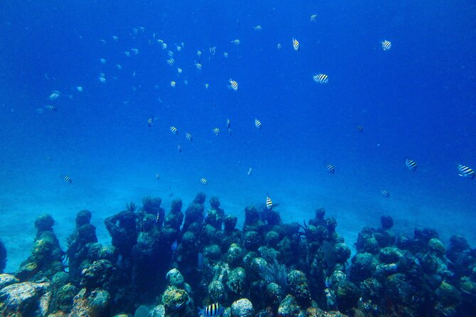 SPECIAL! Snorkel at MUSA - The Underwater Museum Reservation - Equipment, timing, and what the $55 covers