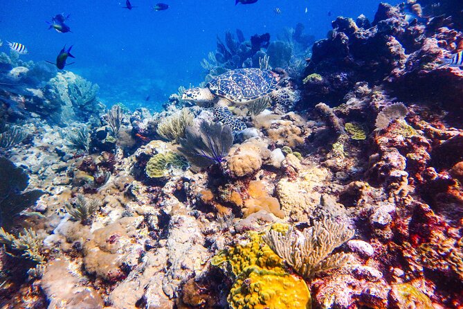 SPECIAL! Snorkel at MUSA - The Underwater Museum Reservation - Who will get the most from this outing