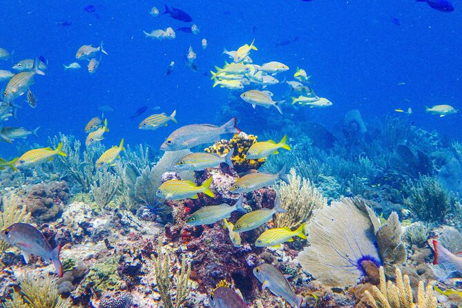 SPECIAL! Snorkel at MUSA - The Underwater Museum Reservation - A few smart ways to plan the day