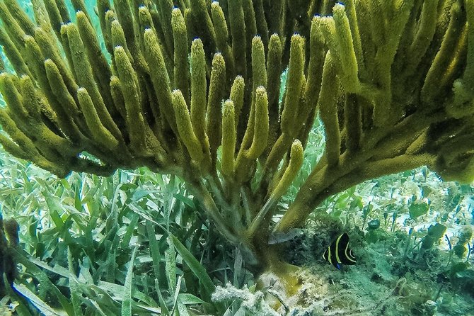 Speedboat and snorkel tour: Single Passenger Boat - Snorkeling Near the Reefs and Underwater Museum