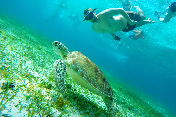 Starfish, Stingrays and the Turtle Sanctuary Snorkel Tour - What the four hours really feel like