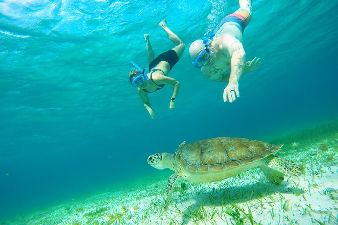 Starfish, Stingrays and the Turtle Sanctuary Snorkel Tour - A closer look at the turtle promise