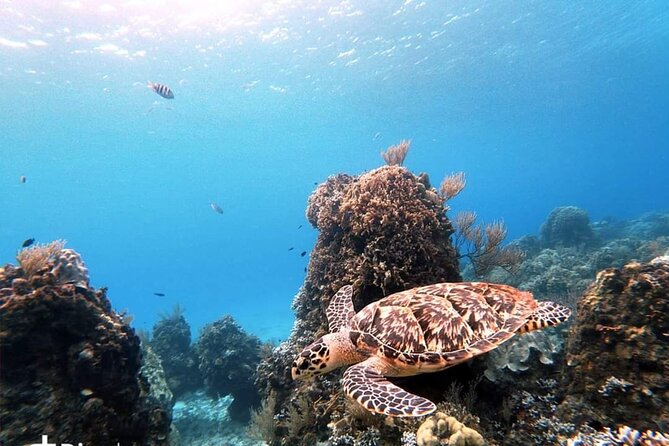 Starfish, Stingrays and the Turtle Sanctuary Snorkel Tour - Meeting at Marina Cozumel ASIPONA