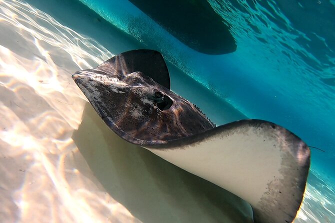Starfish, Stingrays and the Turtle Sanctuary Snorkel Tour - What the $59 price includes