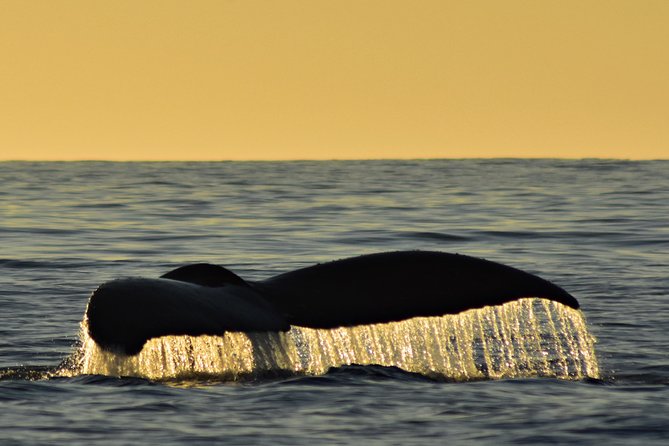 Sunset Whale Cruise in Cabo San Lucas - Hearing a humpback through the hydrophone